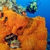 sponge_orange_is_v_0705_png0985.jpg
